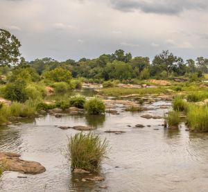 Flusslandschaft mit gr&uuml;nem Ufer und Felsen im Kruger-Nationalpark unter bew&ouml;lktem Himmel.