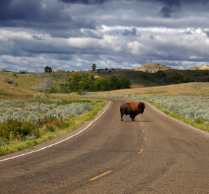 Bison steht auf Straße im Theodore-Roosevelt-Nationalpark in den USA.