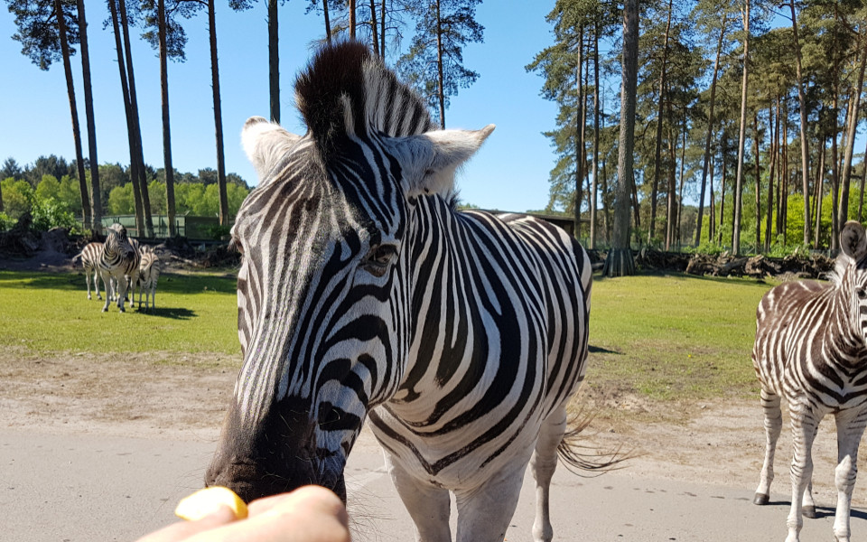 F&uuml;tterung der Zebras im Serengeti-Park in Hodenhagen, Deutschland