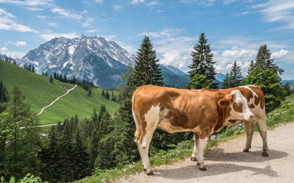 Kühe auf einer Almwiese im Berchtesgadener Land, mit den Alpen im Hintergrund.